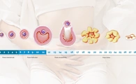 Fases del ciclo menstrual en la mujer: guía completa para entender tu fertilidad